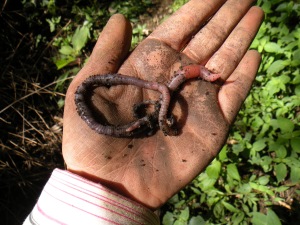 Pontoscolex corethrurus es una especie de Surinam que actualmente se encuentra distribuida en casi todos los agroecosistemas tropicales 