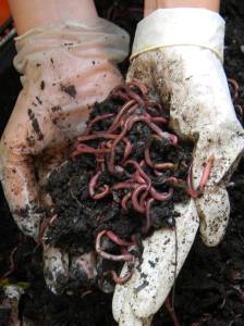 1401401_1151894421503092_6310190559124459849_o