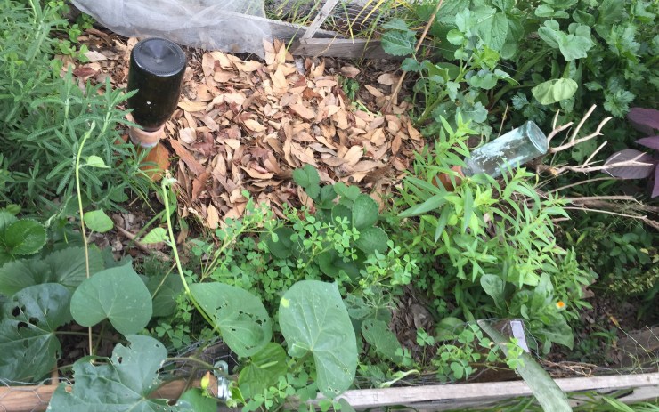 Mulch + composta después de cosechar