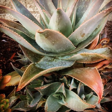 2017-11-21 16.21.56.jpg