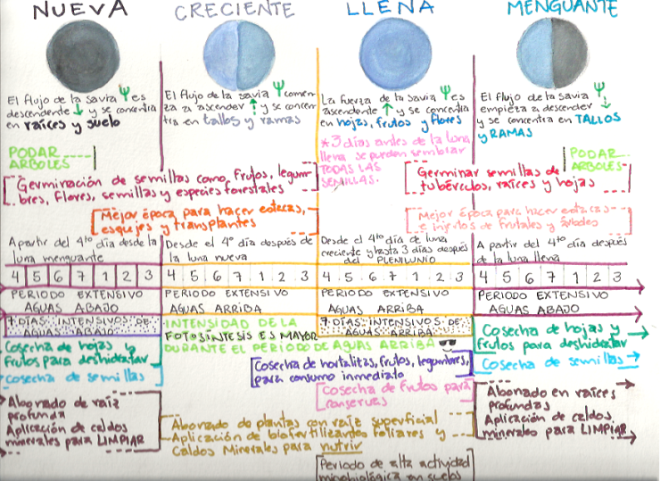 Guía de los ritmos lunares